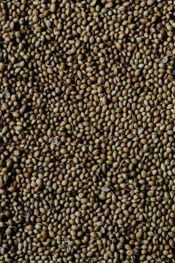 Dhania Powder